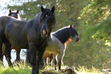 Portrait eines schönen Noriker Deckhengstes auf der Weide in den Bergen © Grubärin