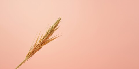 Fototapeta premium Dried wheat stem against a pink background