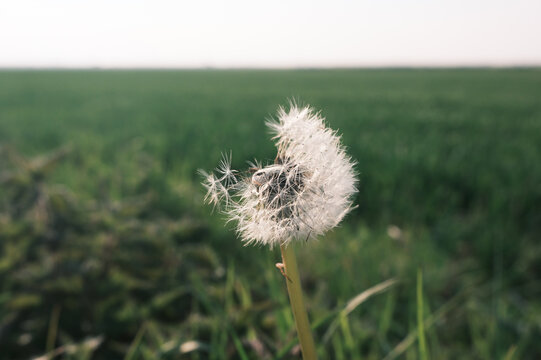Fluffy dandelion seed head sits in a grassy field