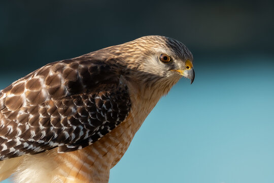 Red-shouldered hawk at the lake