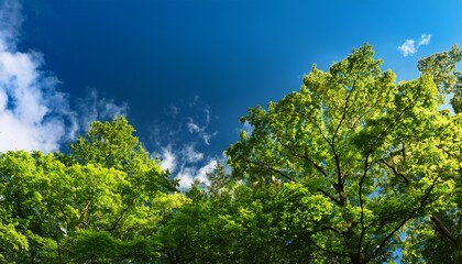 Fototapeta premium Green Foliage Of Trees Against Blue Sky Forest In Sunny Day
