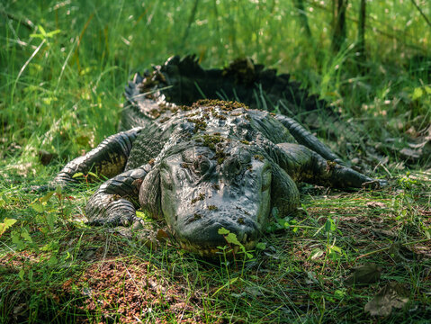 Big alligator staring in the grass