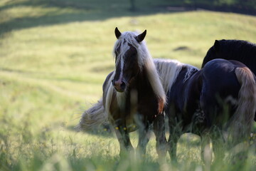 Portrait eines wunderschönen blonden Noriker Hengstes auf der Weide in der Morgensonne © Grubärin