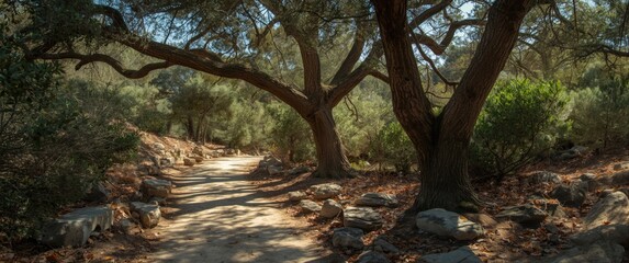 Fototapeta premium Mediterranean woodland route featuring a pathway bordered by stones and mature trees