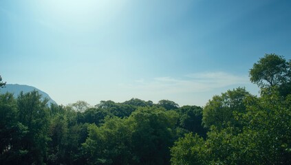 Fototapeta premium Lush green trees under a clear blue sky