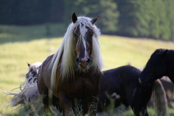 Portrait eines wunderschönen blonden Noriker Hengstes auf der Weide in der Morgensonne © Grubärin