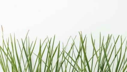 Fototapeta premium Fresh green grass against a white background