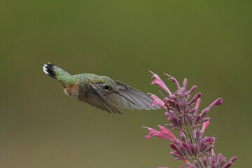 Fototapeta premium Hummingbird - Colorado