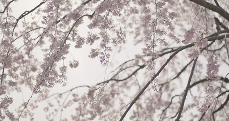 Obraz premium Himeji Castle and Zen Garden, Spring Cherry Blossoms, Sakura Season, Japan