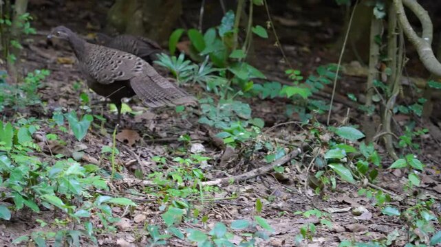 Grey Peacock Pheasant Polyplectron bicalcaratum Spectacled birds search for seeds on the ground in mountain forests.