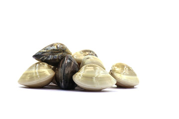 Closed up fresh baby clams. venus shell. shellfish. carpet clams. short necked clams. as raw food from the sea are the seafood ingredients. fresh clams isolated on white background © Pisan