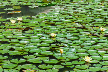 Yellow water lilies blooming in a pond with green lily pads in early summer. Scenic nature landscape, beautiful aquatic plants. Perfect background for web design with copy space © Kazutaka