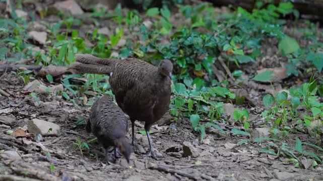 Grey Peacock Pheasant Polyplectron bicalcaratum Spectacled birds search for seeds on the ground in mountain forests.