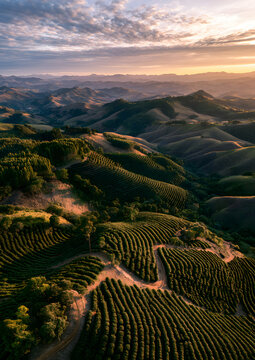 Aerial view of a coffee farm, Minas Gerais, Brazil at dusk