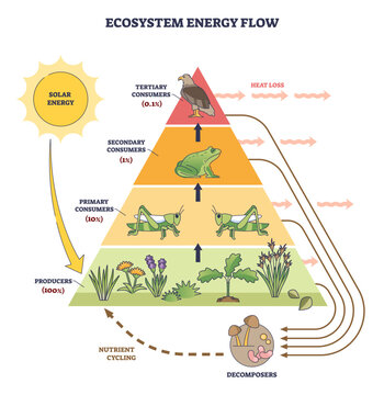 Ecosystem energy flow brief diagram shows a trophic pyramid driven by solar energy, moving from producers to consumers to decomposers, key objects, pyramid, sun, mushrooms. Outline diagram