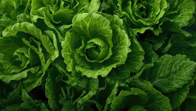 Fresh green lettuce leaves in a layered pattern