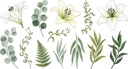 Elegant white lily flower and green eucalyptus leaves vector illustration set for wedding invitation design elements © MdEajdani