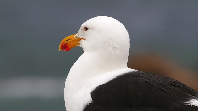 Kelp gull, Larus dominicanus, portrait 336a
