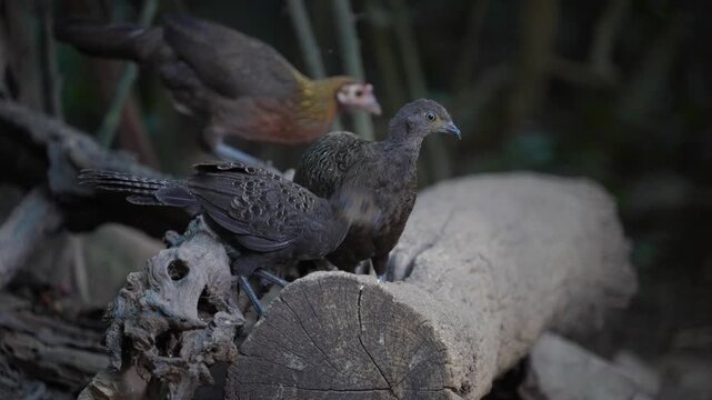 Grey Peacock Pheasant Polyplectron bicalcaratum Spectacled birds search for seeds on the ground in mountain forests.