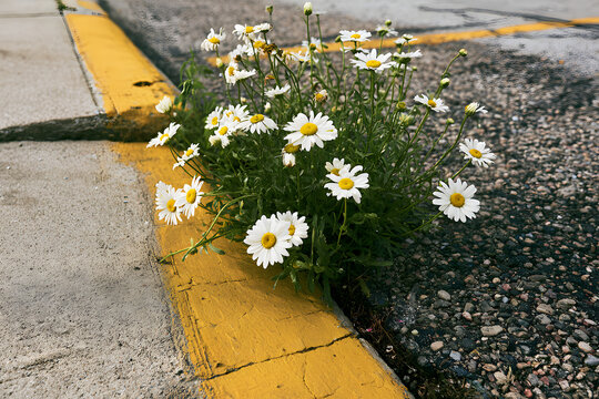 White daisy plants emerging through a crevice in the pavement beside a vivid yellow curb in an urban setting