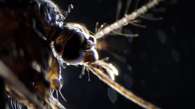 Close up of mosquito head under the microscope showing compound eyes and antennae 