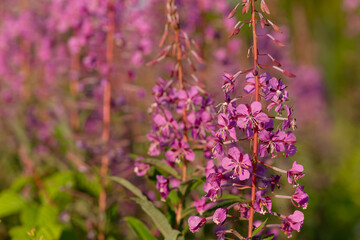 Obraz premium Beautiful pink fireweed blooming in a summer meadow illuminated by warm golden sunlight.
