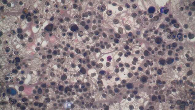 Microscopic view of clustered cells with varied shapes and sizes