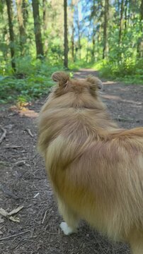 Fluffy Shetland Sheepdog looking like a fox standing on a forest path, curiously twitching its ears and watching nature