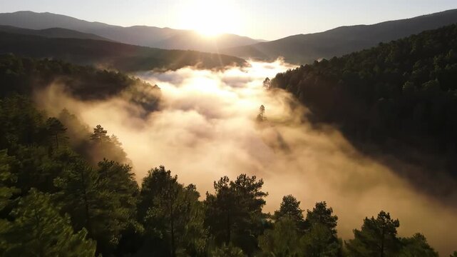 Morning fog covers the valley as the sun rises above the mountains and trees