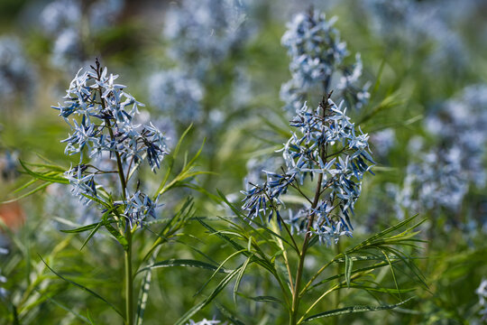 Blue Amsonia flowers blooming in a summer garden, selective focus on bluestar blossoms with blurred floral background and beautiful bokeh