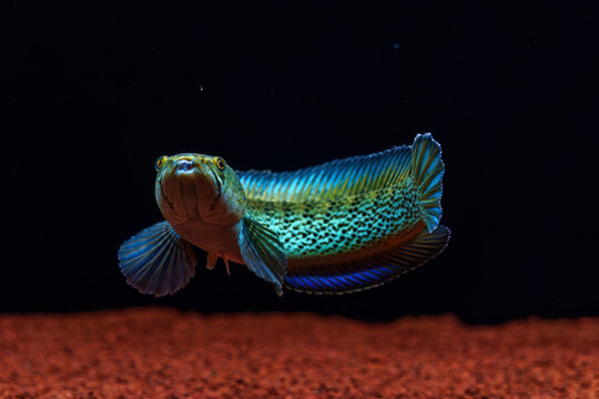 Frontal close-up of a wild-caught Channa stewartii snakehead showing a healed hook injury on its mouth