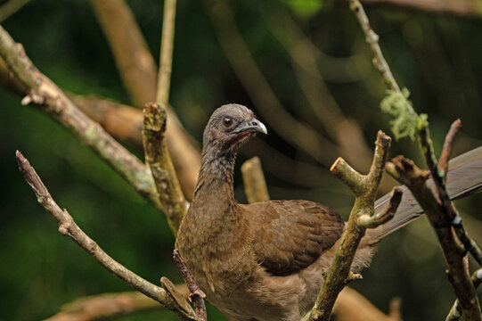 brown Chachalaca in a tree in Panama