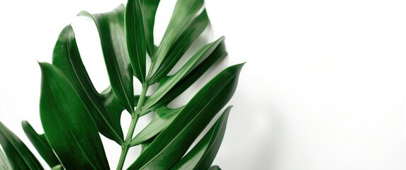 High resolution close up of leafy green plant on white backdrop