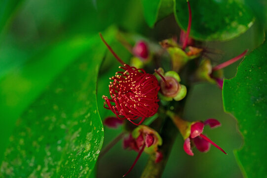 flowering Syzygium malaccense or mountain apple in Panama