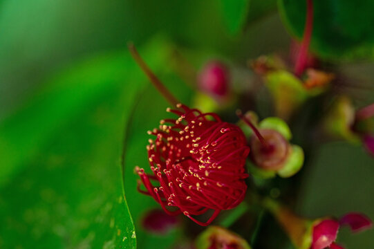 flowering Syzygium malaccense or mountain apple in Panama