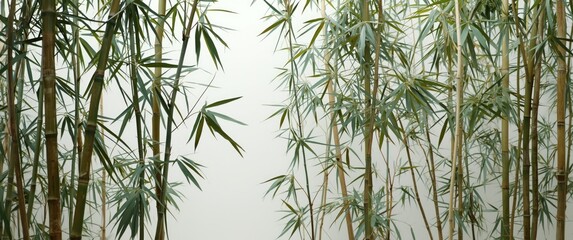 Fototapeta premium Bamboo stalks against a white background