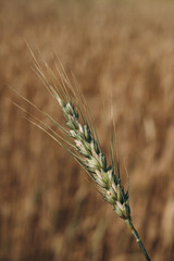 Fototapeta premium Close-up of an unripe wheat ear against the backdrop of a field.