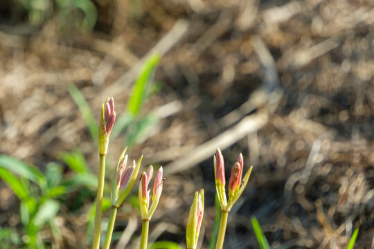 Close-up of cluster amaryllis buds signaling the arrival of autumn in Japan. Pristine unbloomed flowers capturing the serenity of nature and seasonal transition. Perfect nature photography with copy s