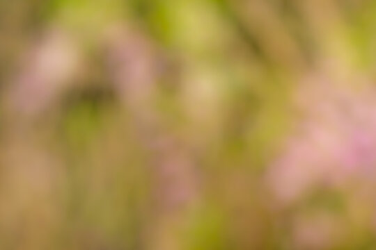 Abstract bokeh background where soft natural light and botanical colors blend together. Overlapping shades of pale pink, green, and yellow create a gentle and dreamy atmosphere. Versatile texture perf