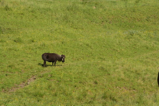 Kleines sehr altes Pony mit dickem Fell im Sommer auf der Bergwiese