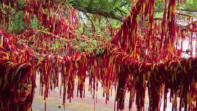 Culturally rich footage of Karnataka&rsquo;s Ganagapur wishing tree. Thousands of traditional Hindu threads blanket drape sacred Audumbar & Neem branches, symbolizing deep faith & prayers to Lord Dattatreya