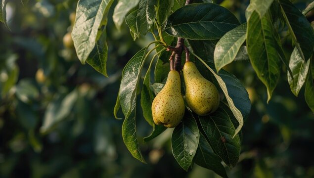 Late summer inspection of pear tree fruits and leaves to detect pests and diseases in a temperate orchard