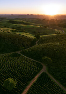 Brazilian coffee plantation landscape, Minas Gerais - Sunset drone image