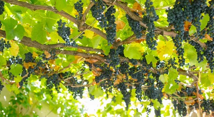 A bunch of grapes are hanging from a vine in a vineyard © artmim