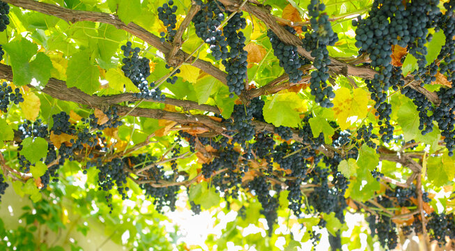 A bunch of grapes are hanging from a vine in a vineyard