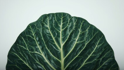 Obraz premium Lush cabbage leaf detail against clean white backdrop