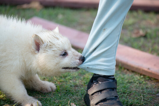 Playful cute white fluffy puppy biting and pulling the pants of an Asian child on the green grass outdoors.