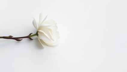 Fototapeta premium White flower on a plain background