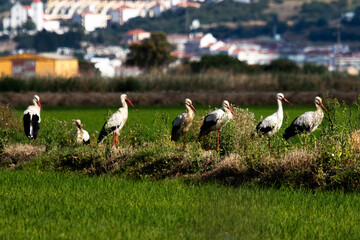 hite storks stands in a row along a grassy ridge separating green agricultural fields © Henrique
