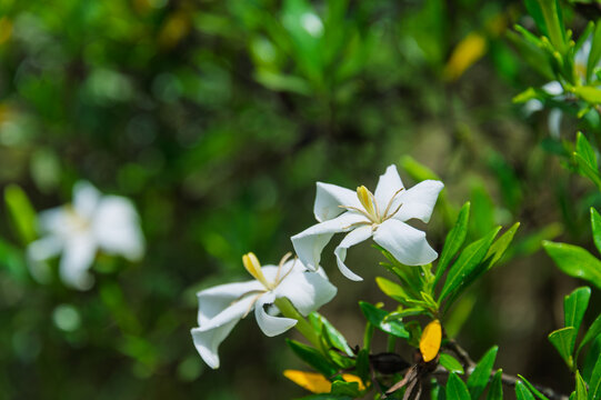 Pure white gardenia flowers blooming in a garden during early summer. Beautiful contrast with lush green leaves, capturing the fresh and serene atmosphere. Perfect nature photography with copy space f